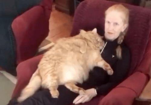 肥猫最新爆料视频,揭秘娱乐圈惊人内幕！  第1张